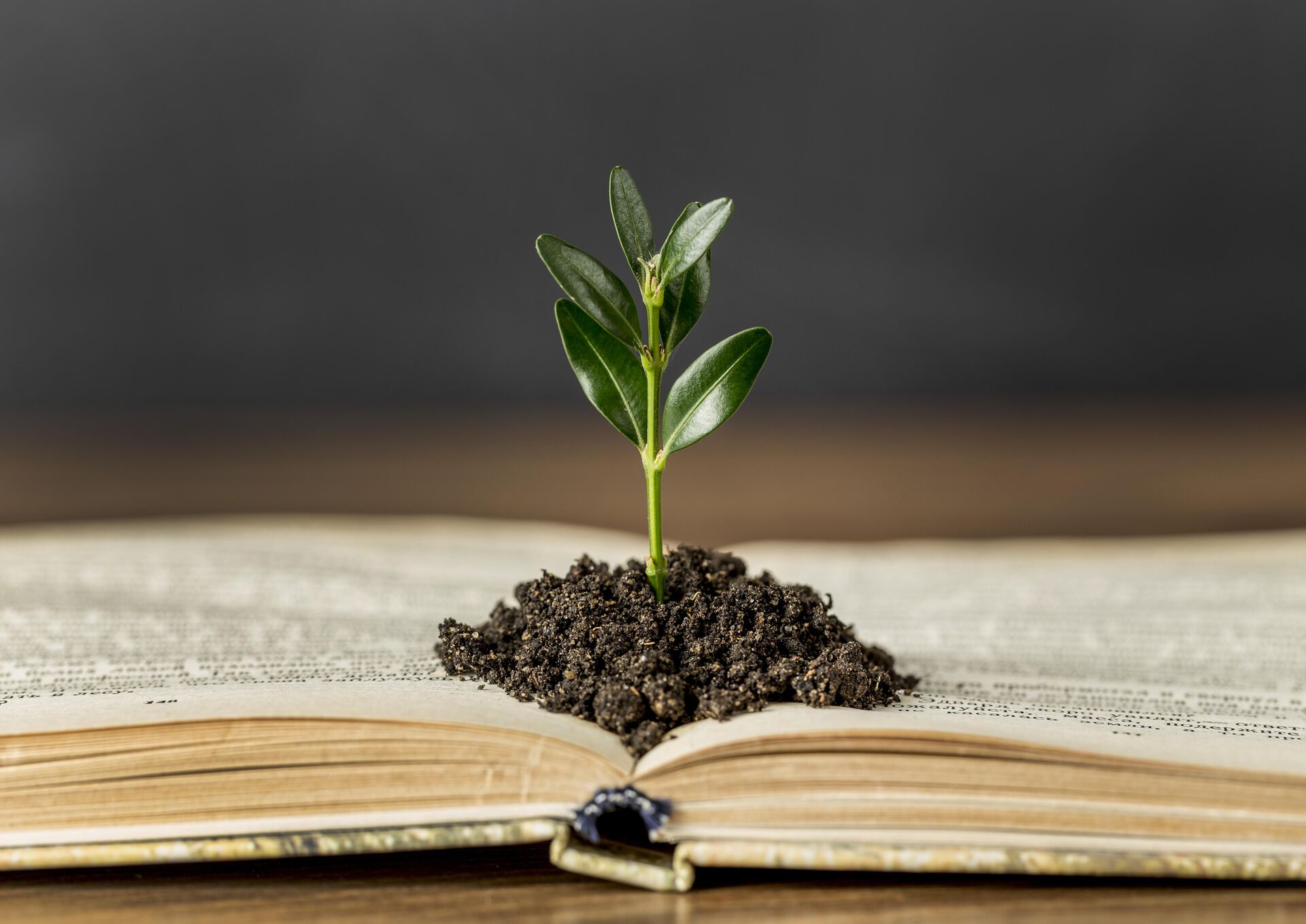 Book with plant growing inside