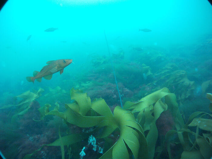 Picture of underwater illustration