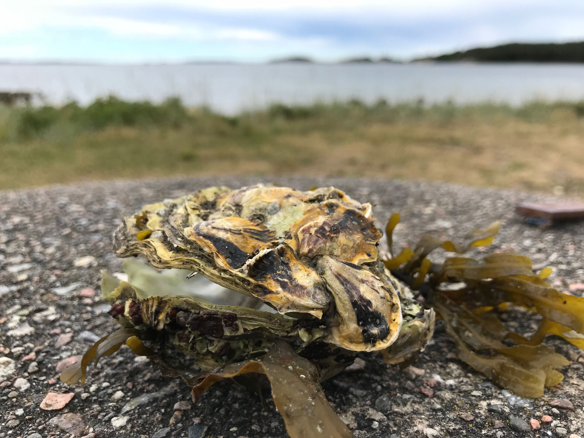 Bilde av flatøsters