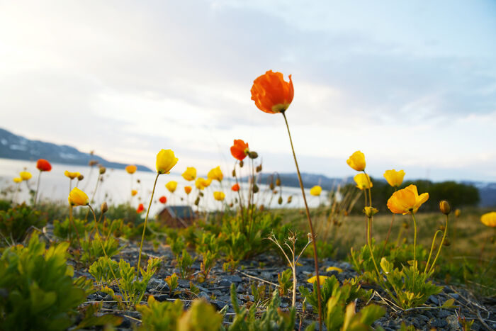 Foto av blomster foran Repparfjorden