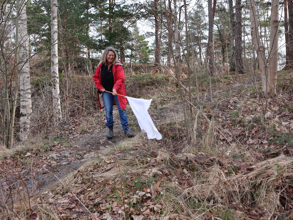 Foto av Randi Eikeland på flåttjakt med et hvitt håndkle