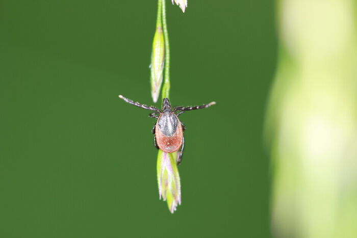 Photo of a tick