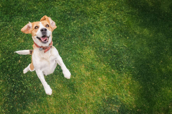 Bildet kan inneholde: hund, grønn, kjøttetere, snute, arbeidsdyr.