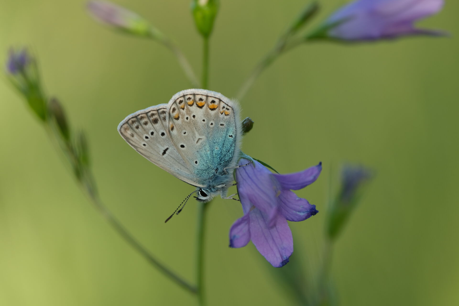 Photo of a butterfly