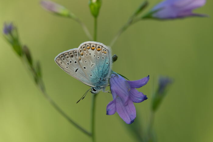 Foto av sommerfugl.
