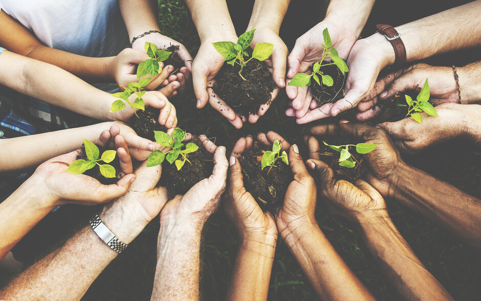 Image of hands holding saplings.