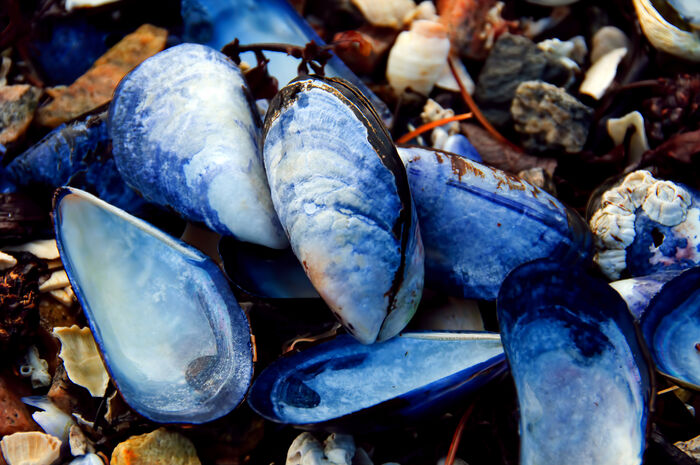 Image of blue mussels