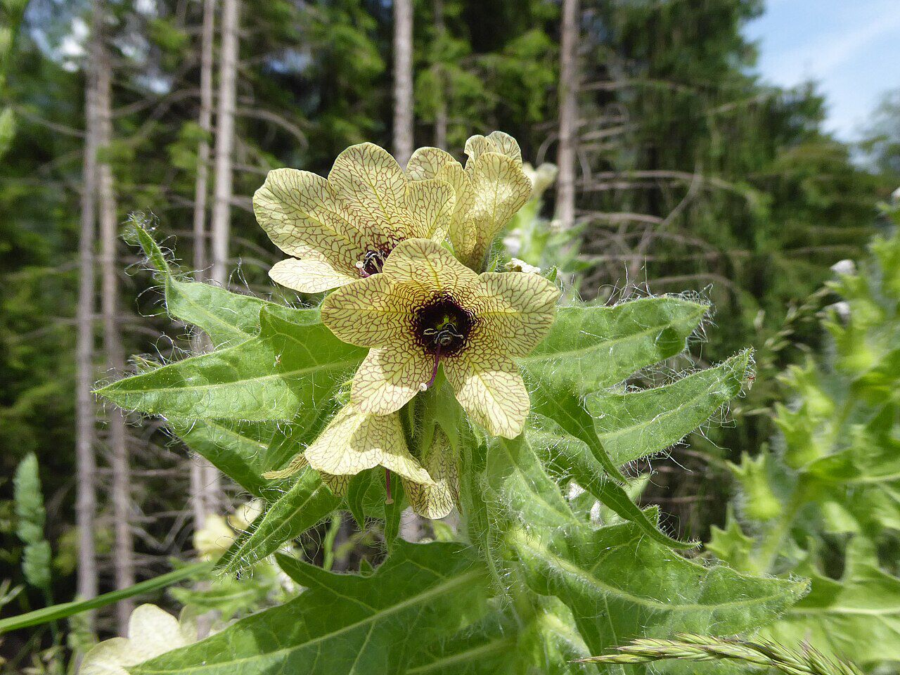 viser bilde av bulmerut-planten