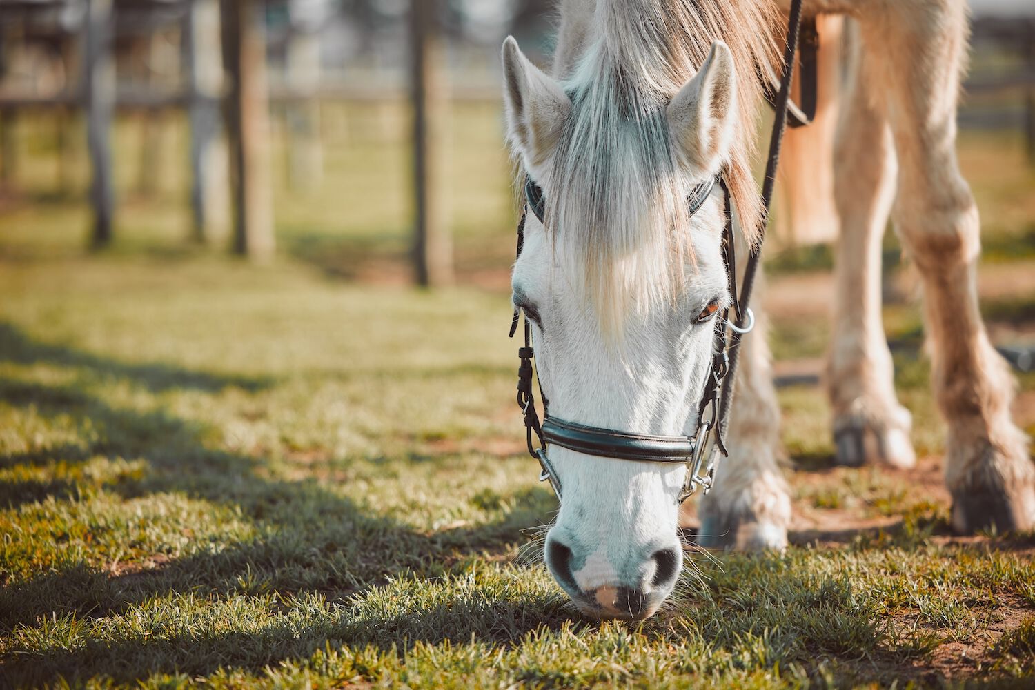 Illustrative photo of a horse grazing