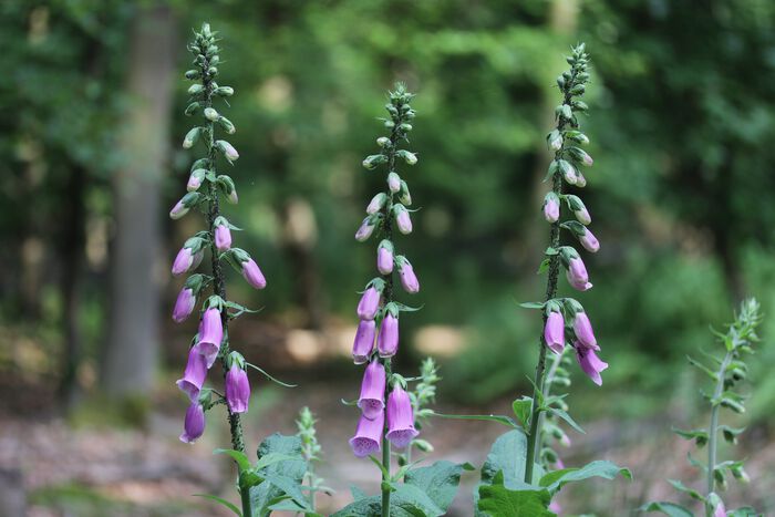 The photo shows a foxglove in the wild.