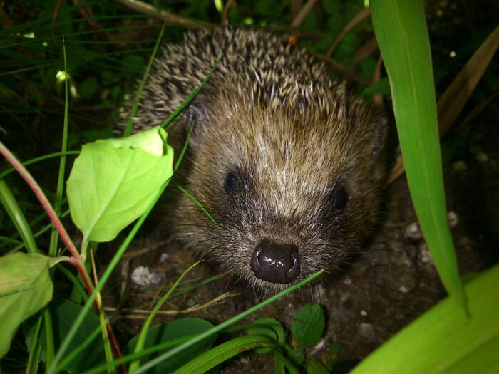 Image of a hedgehog peering through leaves. 