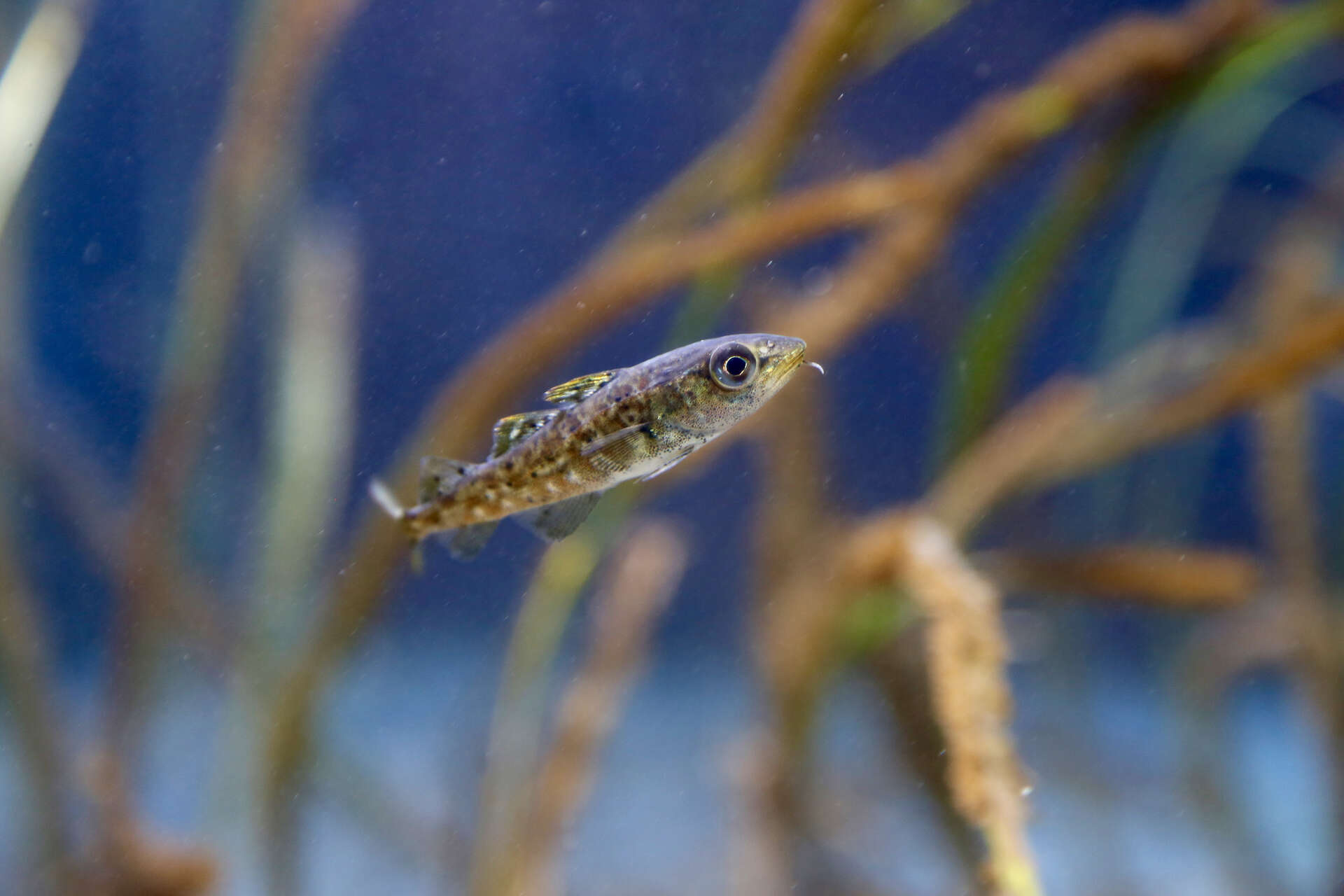 Image of a juvenile cod