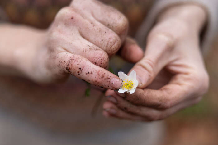 Photo of thimbleweed