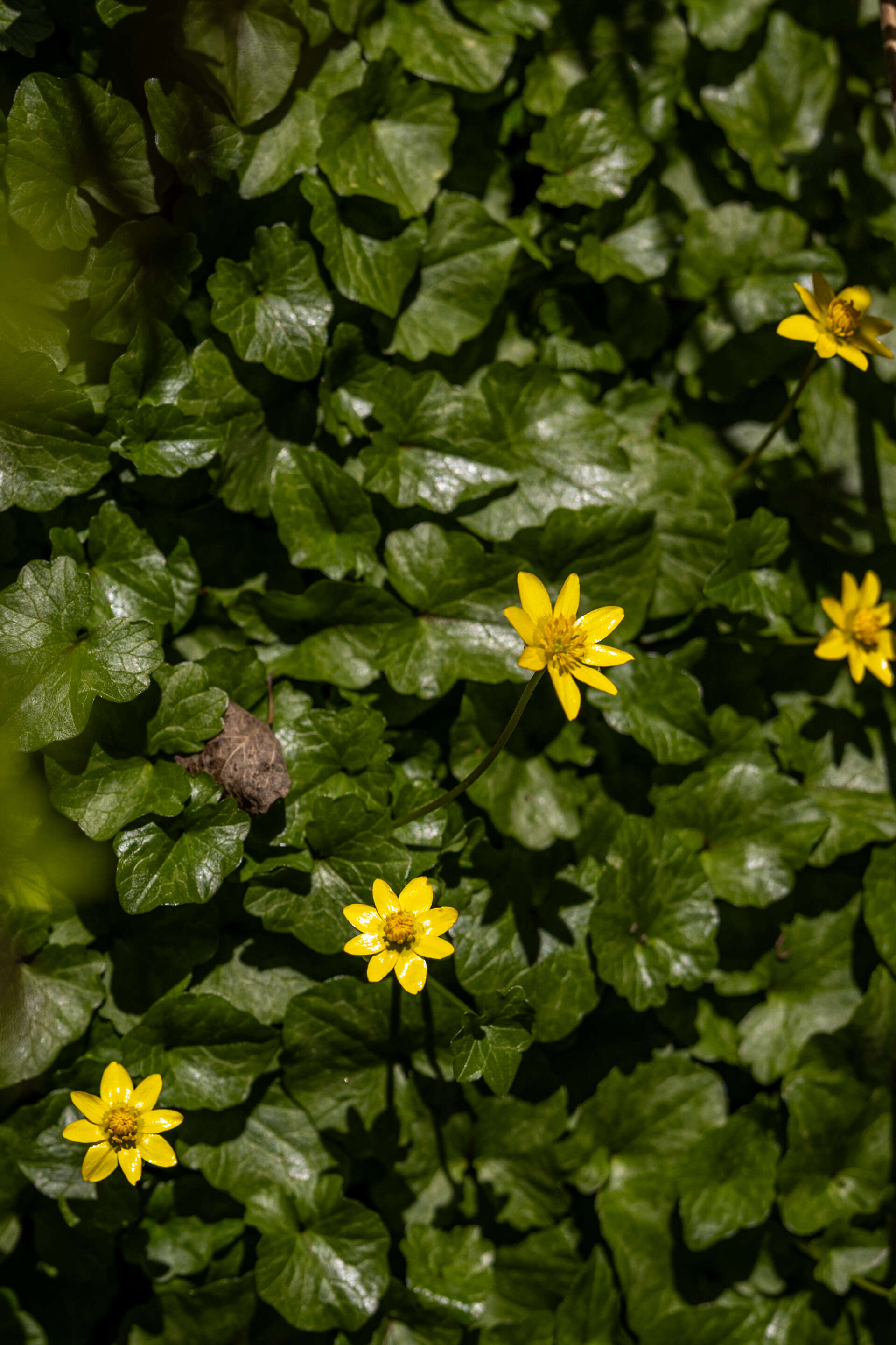 Foto av blomstrende vårkål