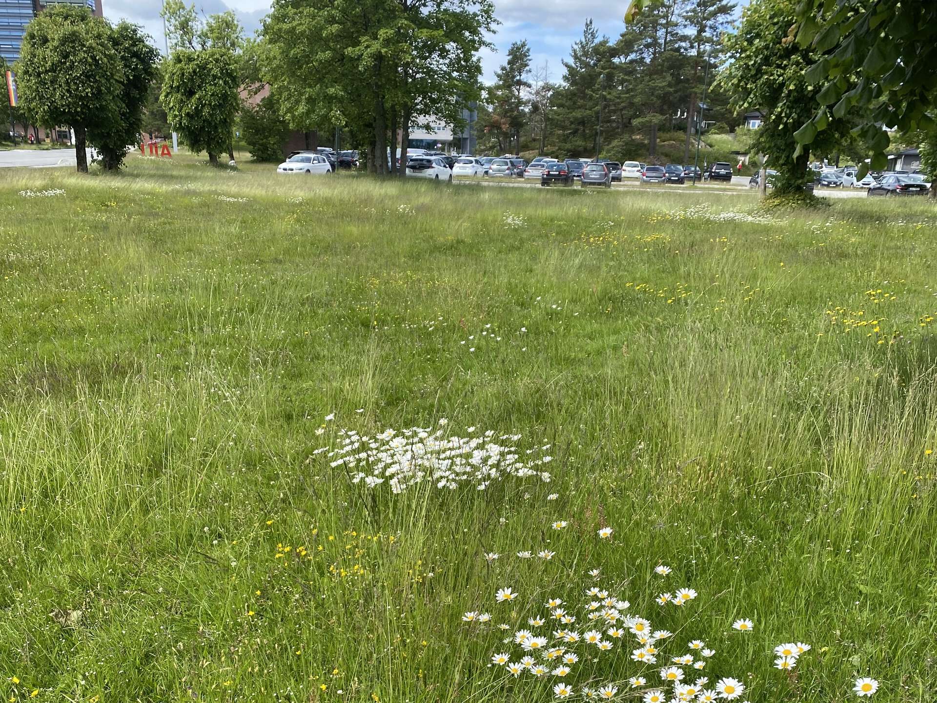 Oversiktsbilde av enga mot campus.