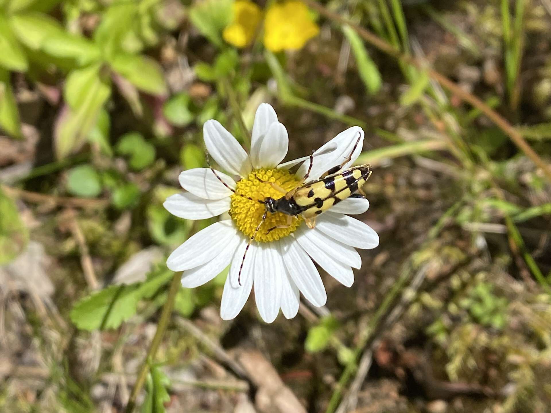 Bildet kan inneholde: blomst, insekt, pollinator, kronblad, leddyr.