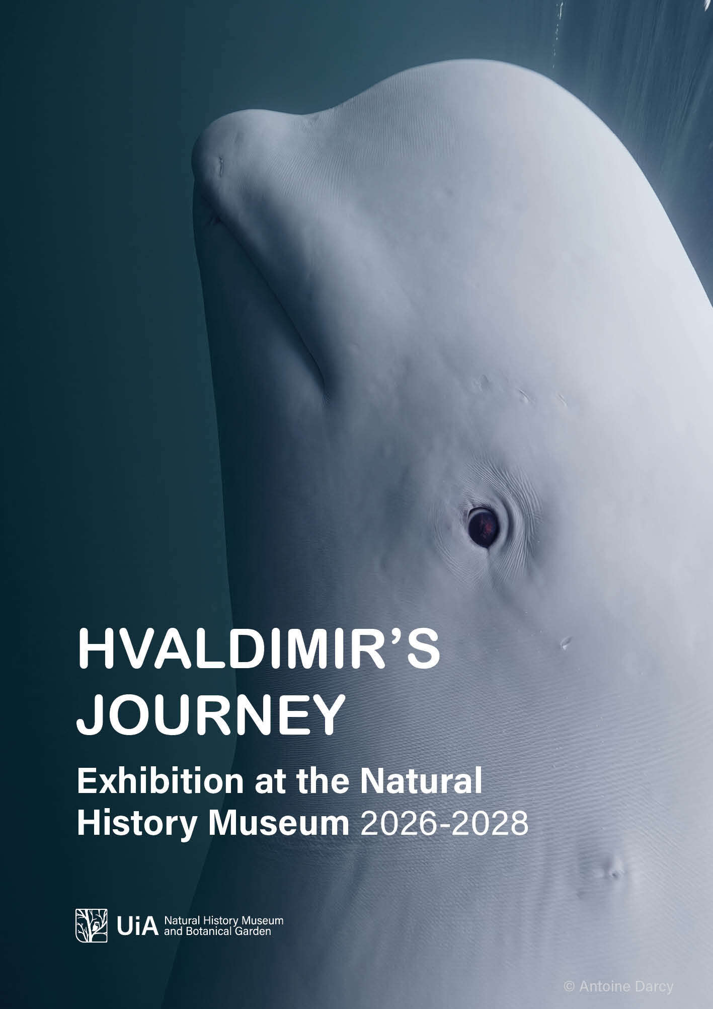 beluga whale Hvaldimir in harness