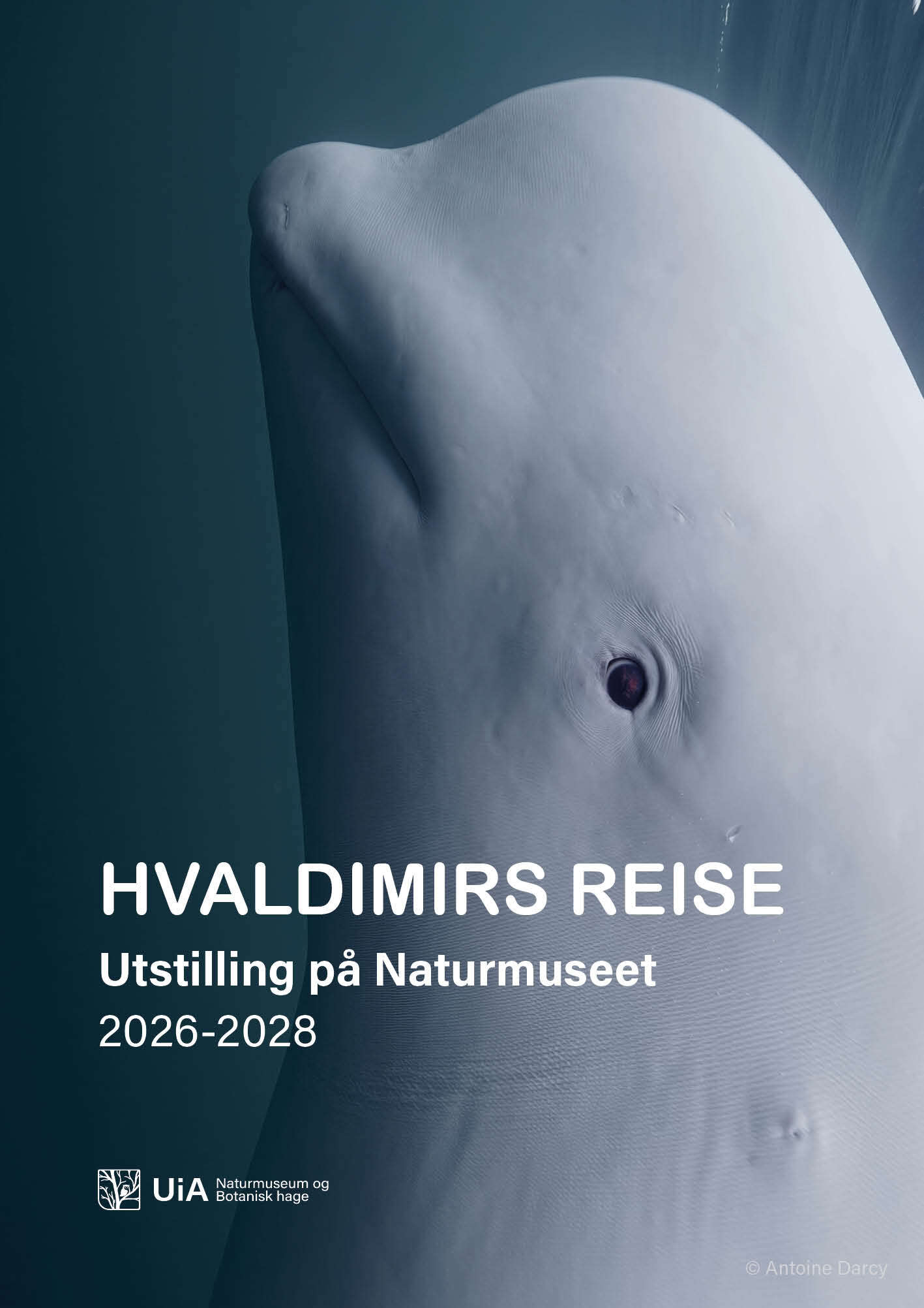 plakat hvaldimirs reise utstilling på naturmuseet 2026-2028
