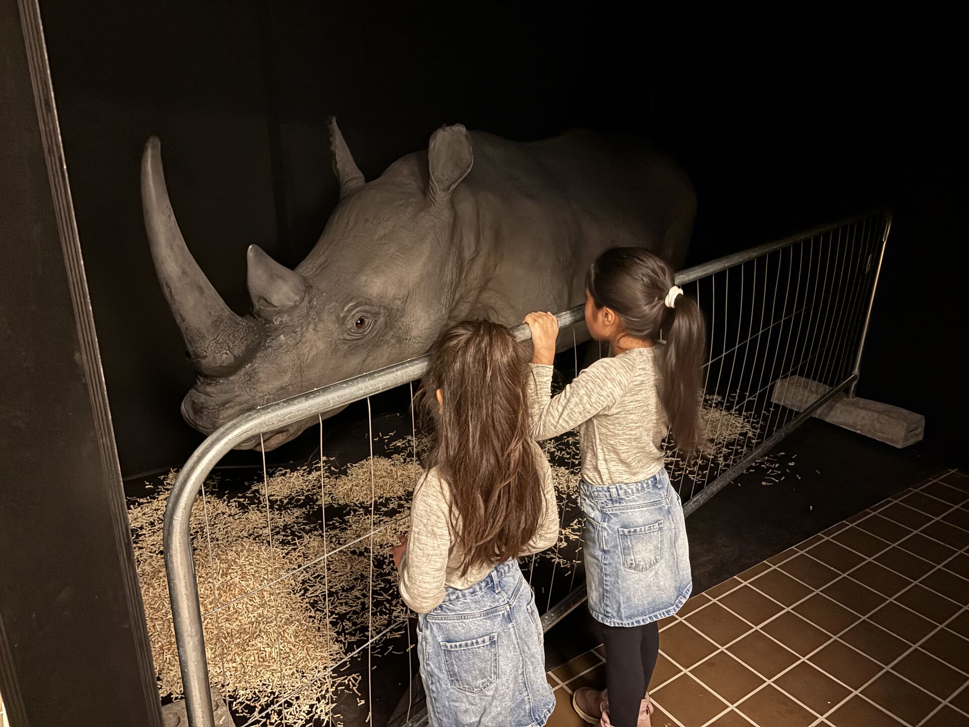 children looking at a rhino