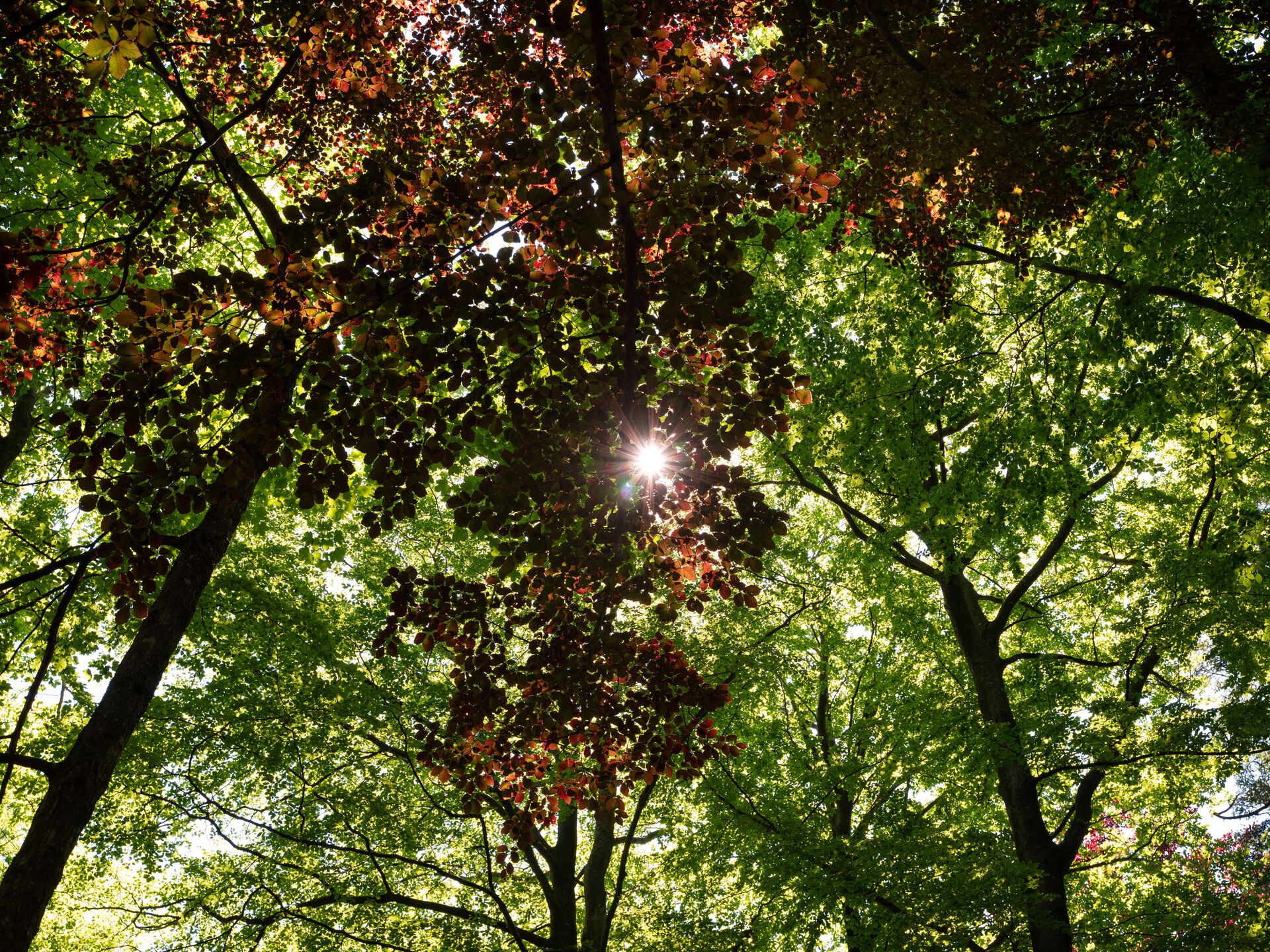 trees