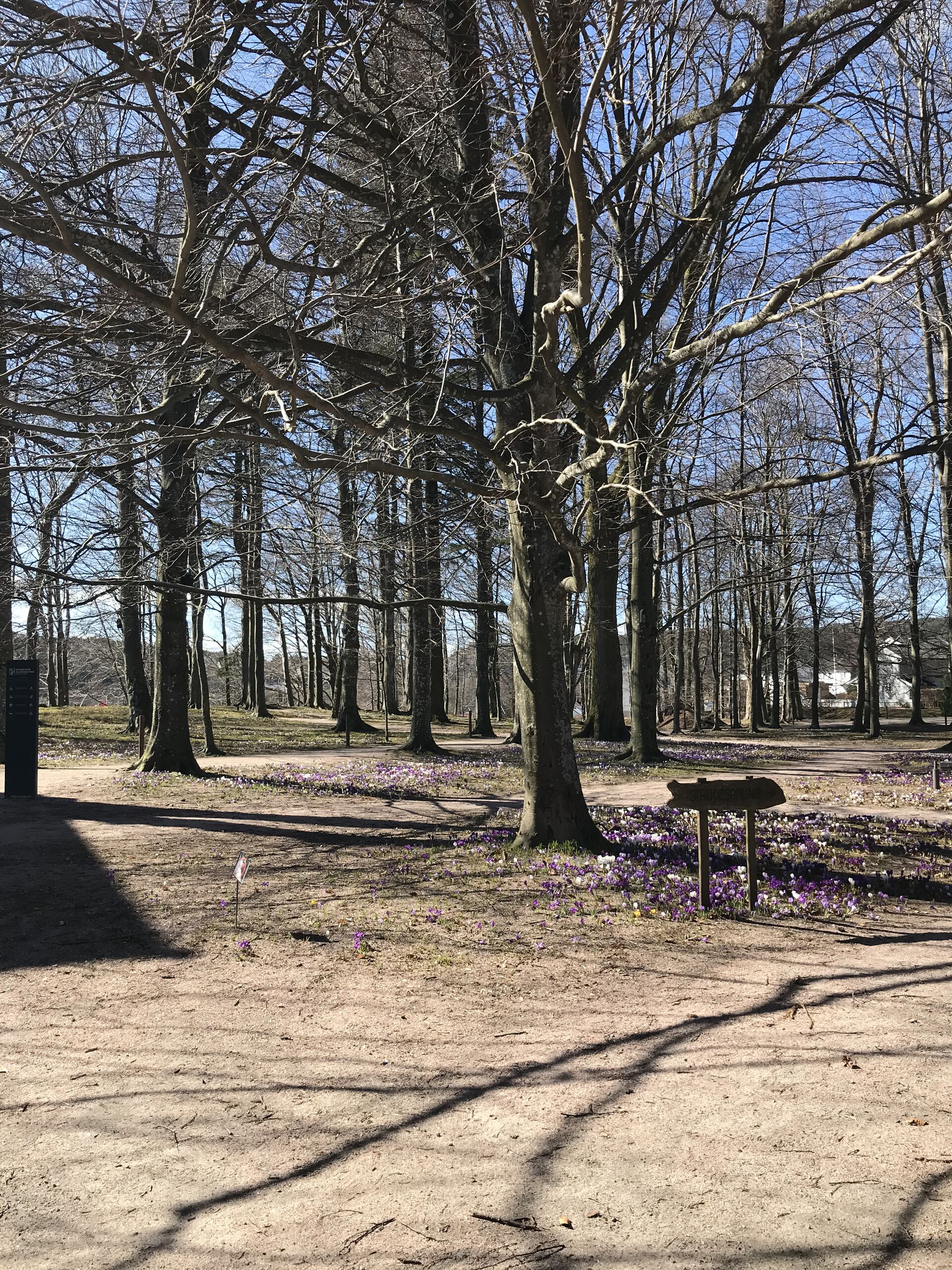 trær og krokkus