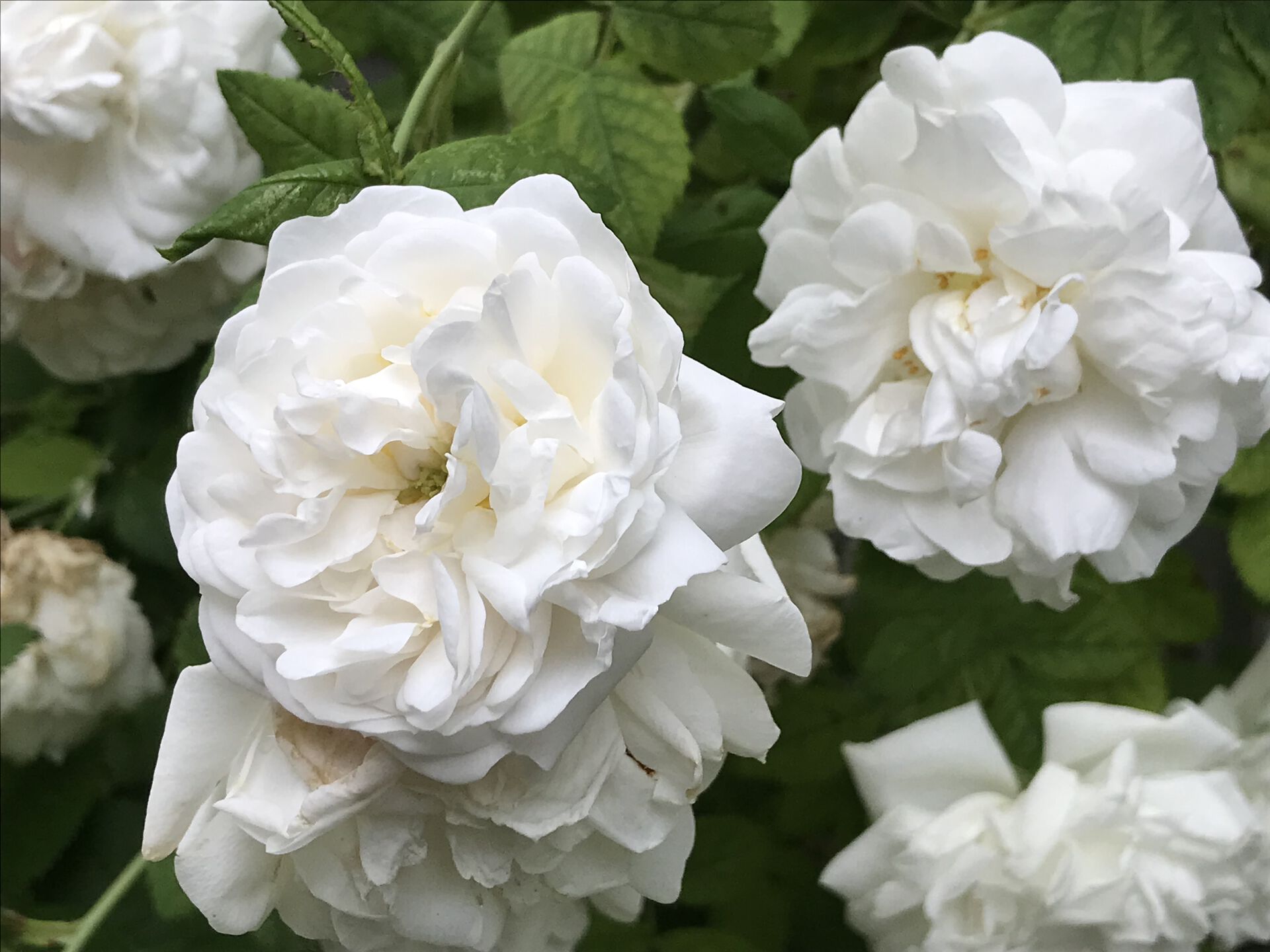 historisk rose