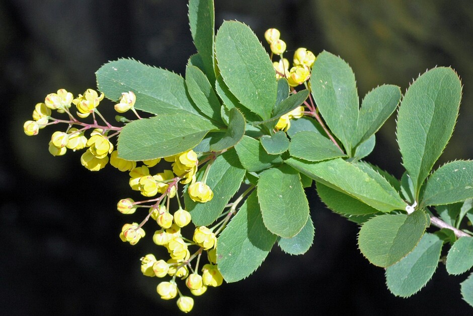 Berberis