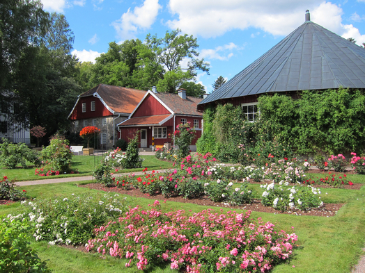 rosehage foran naturmuseet