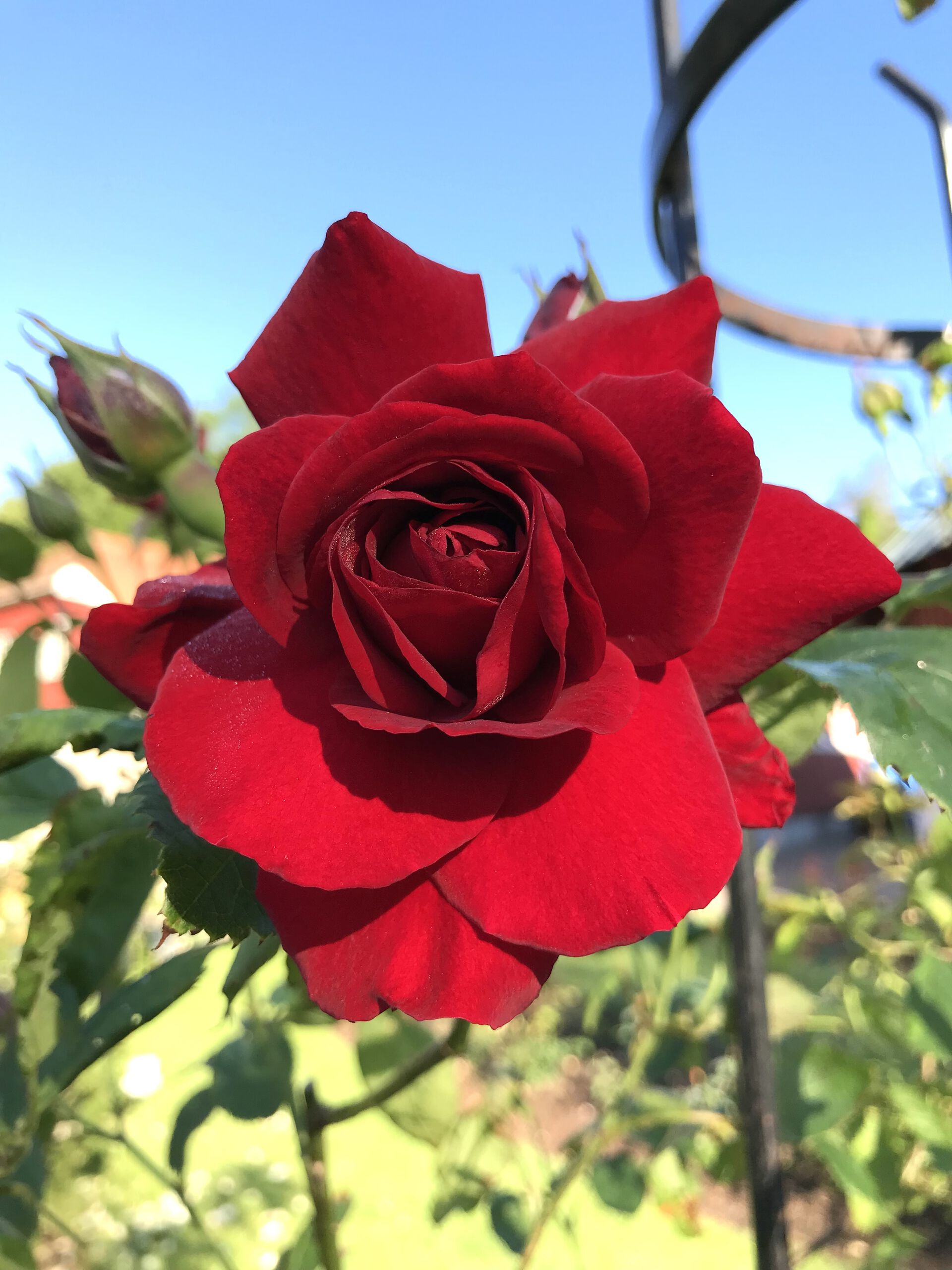 rose