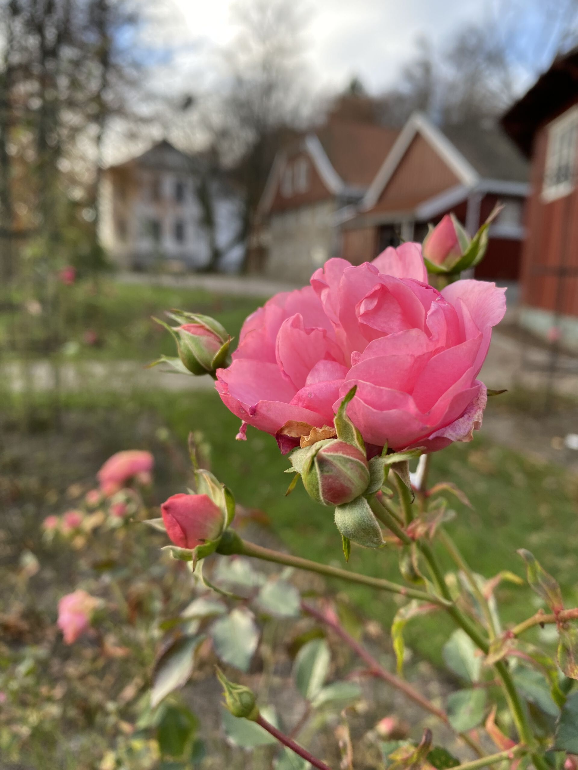rose