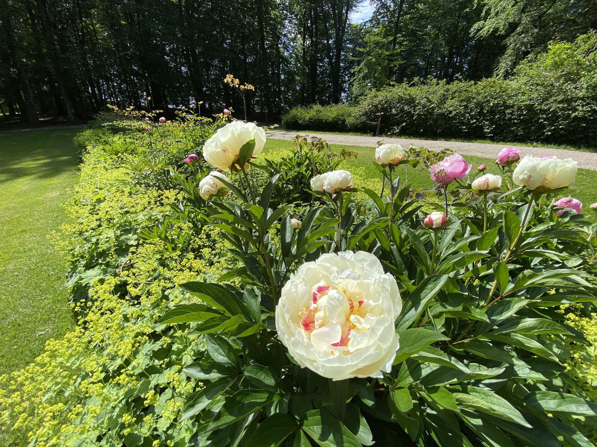 peonsamling