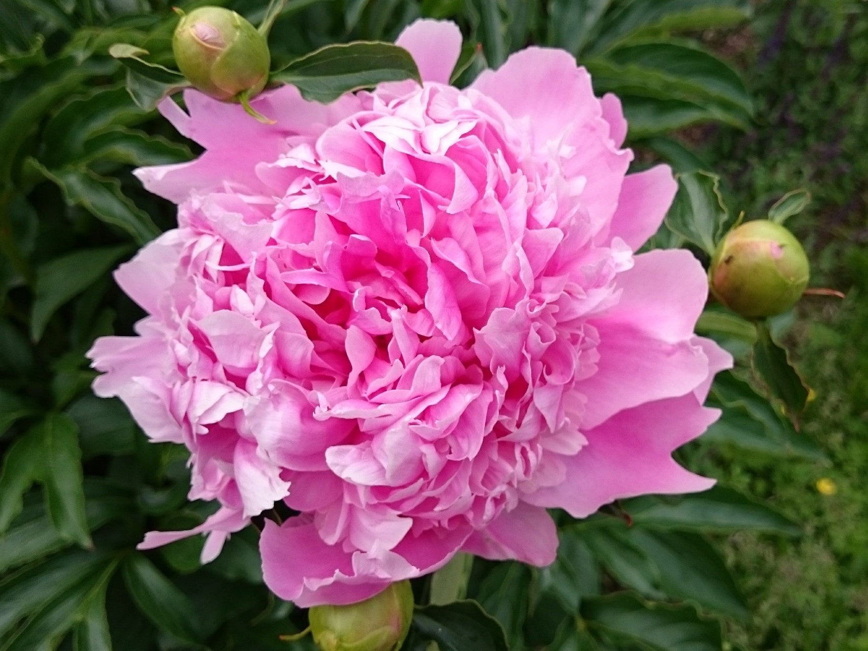 rosehage foran rødt bygg