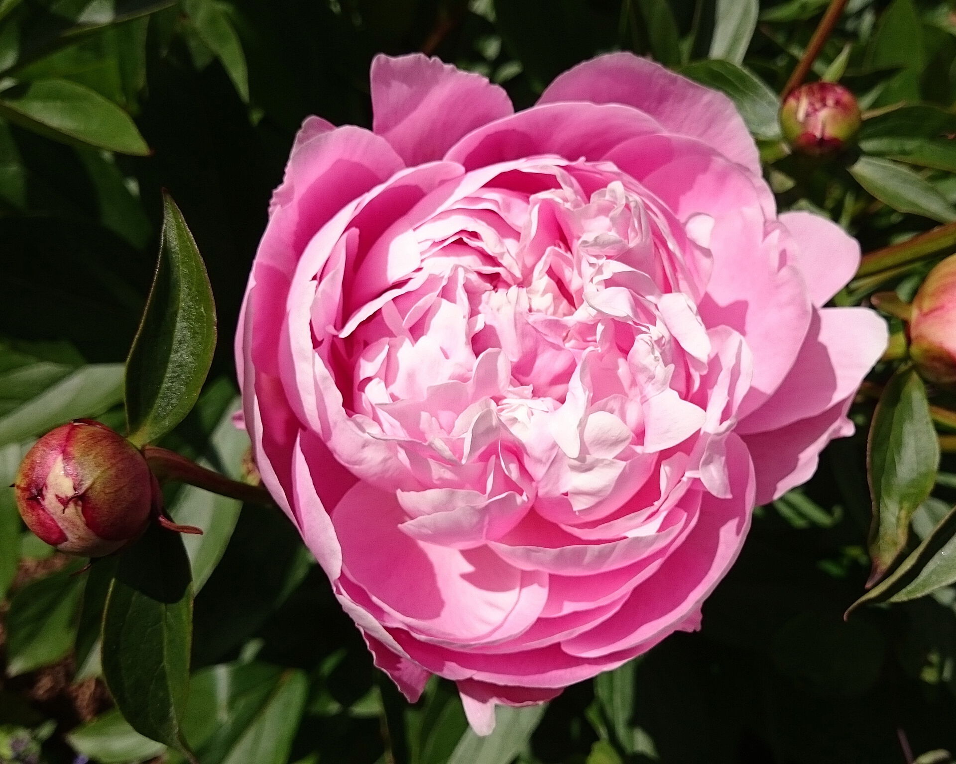 Silkepeon (Paeonia lactiflora 'Rosea Elegans' SILKEPEON)