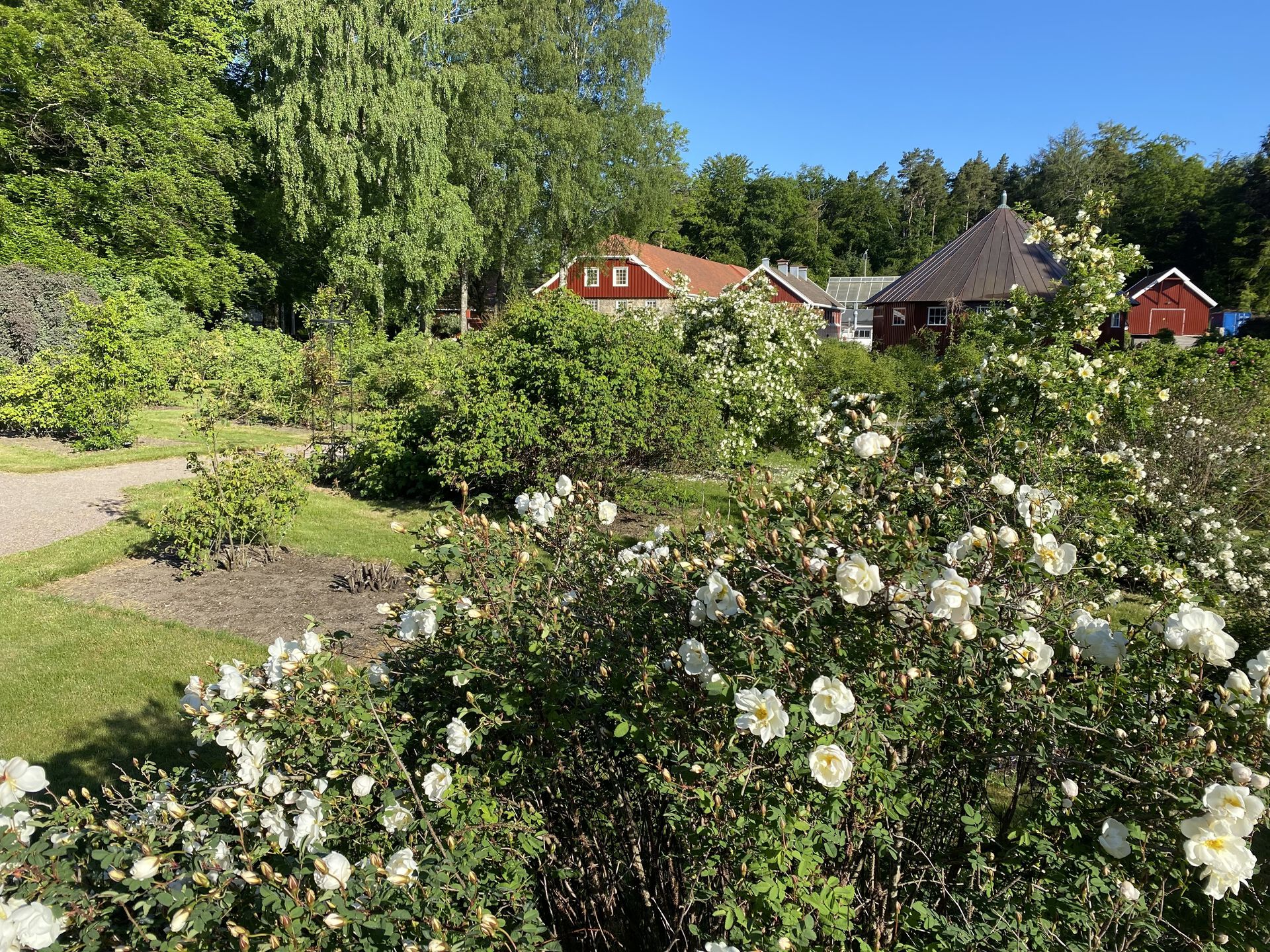 sørlandsrosehage