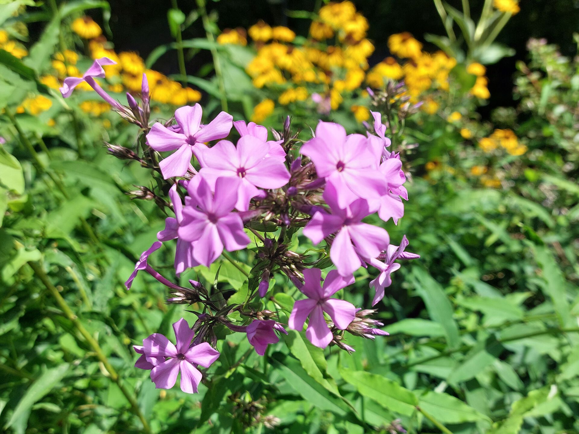 Bildet kan inneholde: blomst, anlegg, kronblad, vegetasjon, terrestrisk plante.