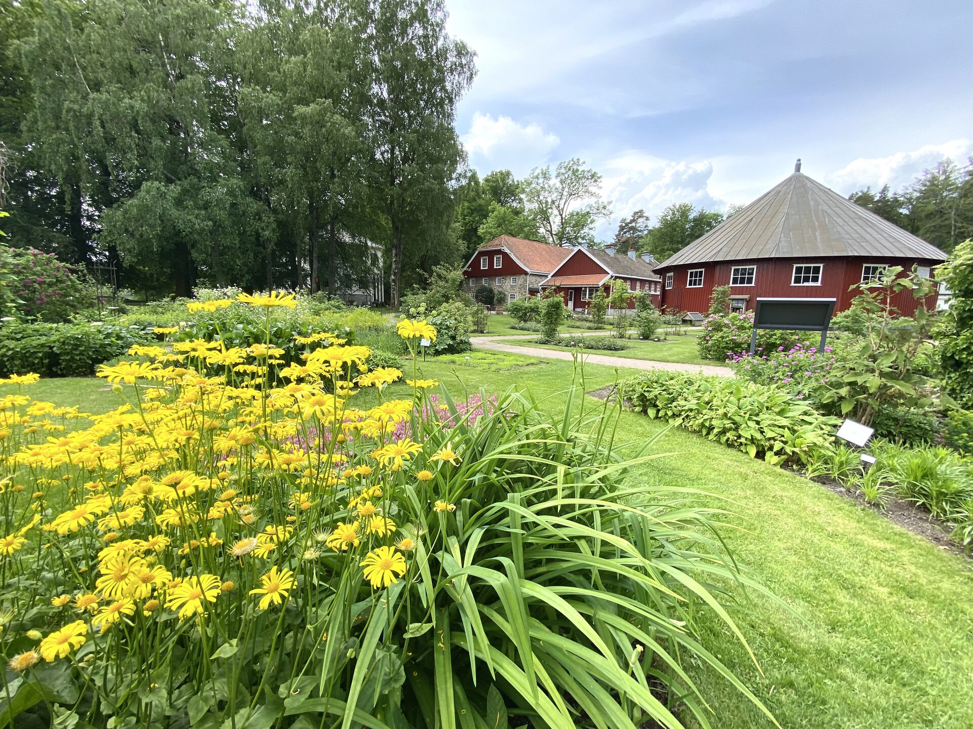 gule blomster med rødt hus i bakgrunnen