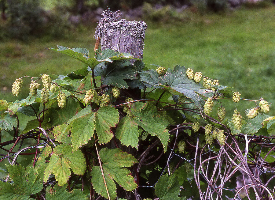humle (blomst)