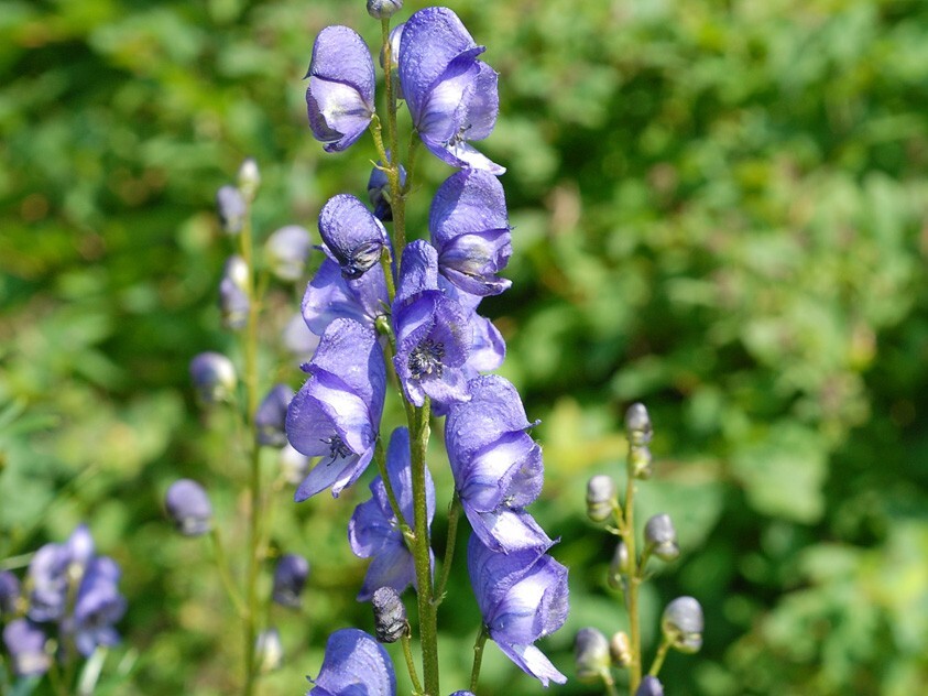 prakthjelm (blomst)