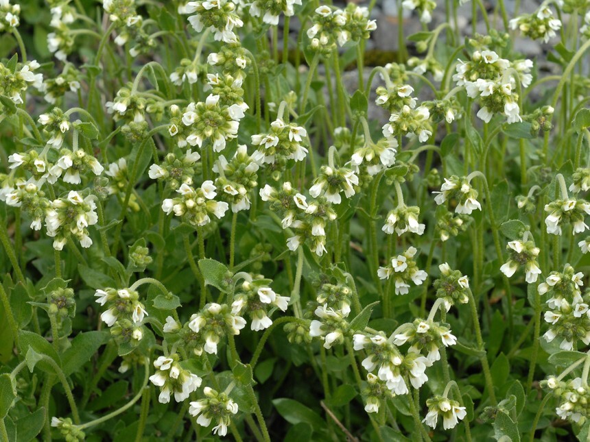 Dovrerublom