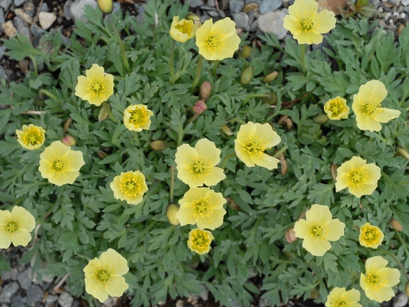 kolavalmue