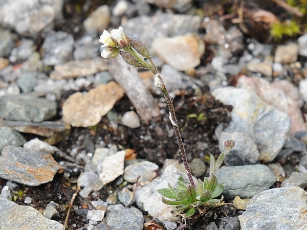 Halvkulerublom