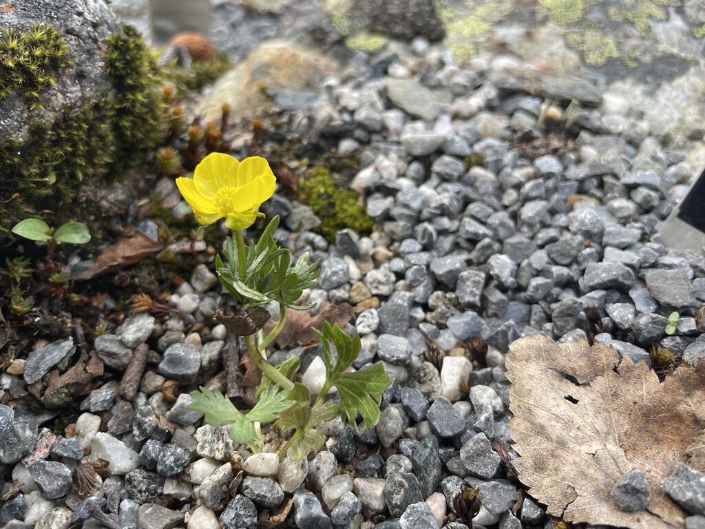 gul blomst