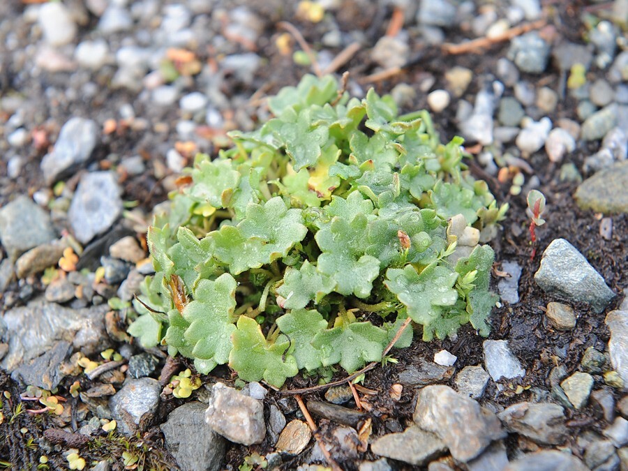 knoppsildre