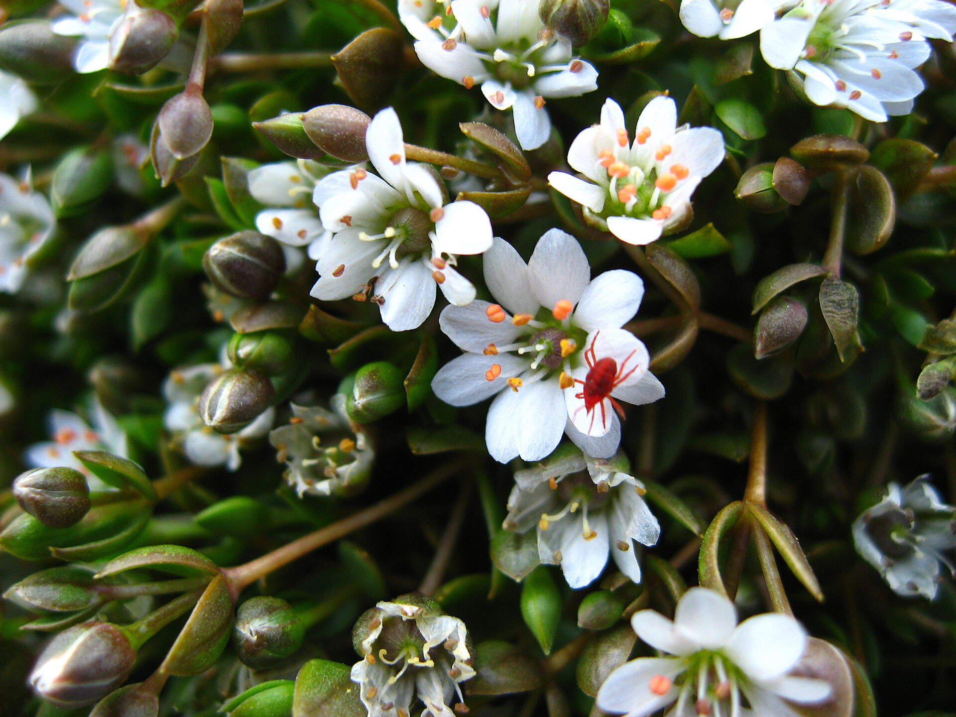 hvit blomst