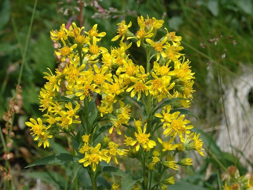 Fjellgullris