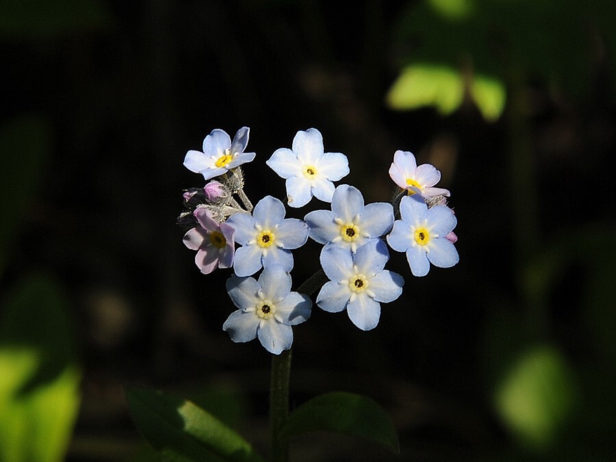fjellminneblom