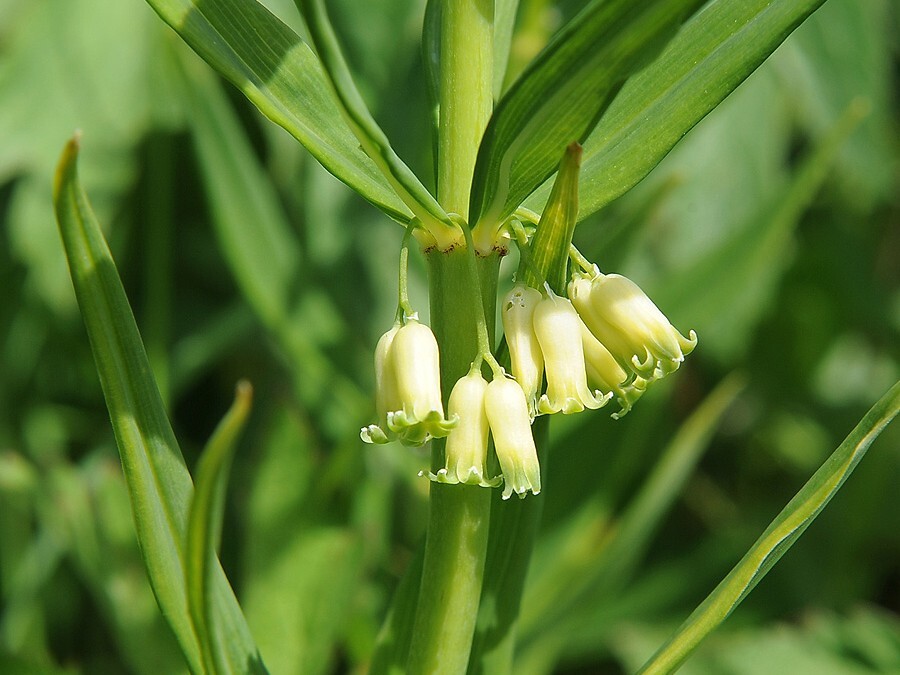 Kranskonvall
