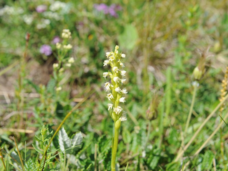 Fjellkvitkurle