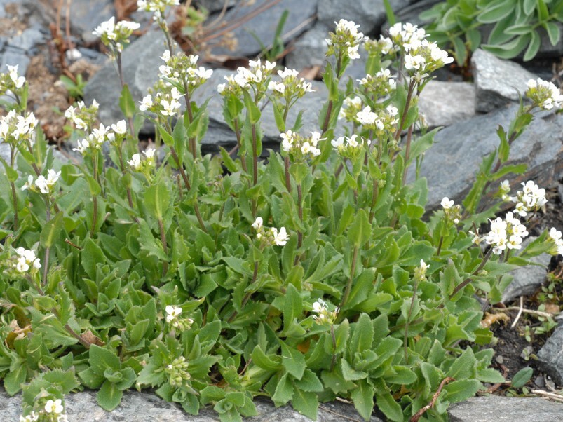 Fjellskrinneblom