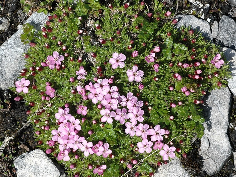 Fjellsmelle